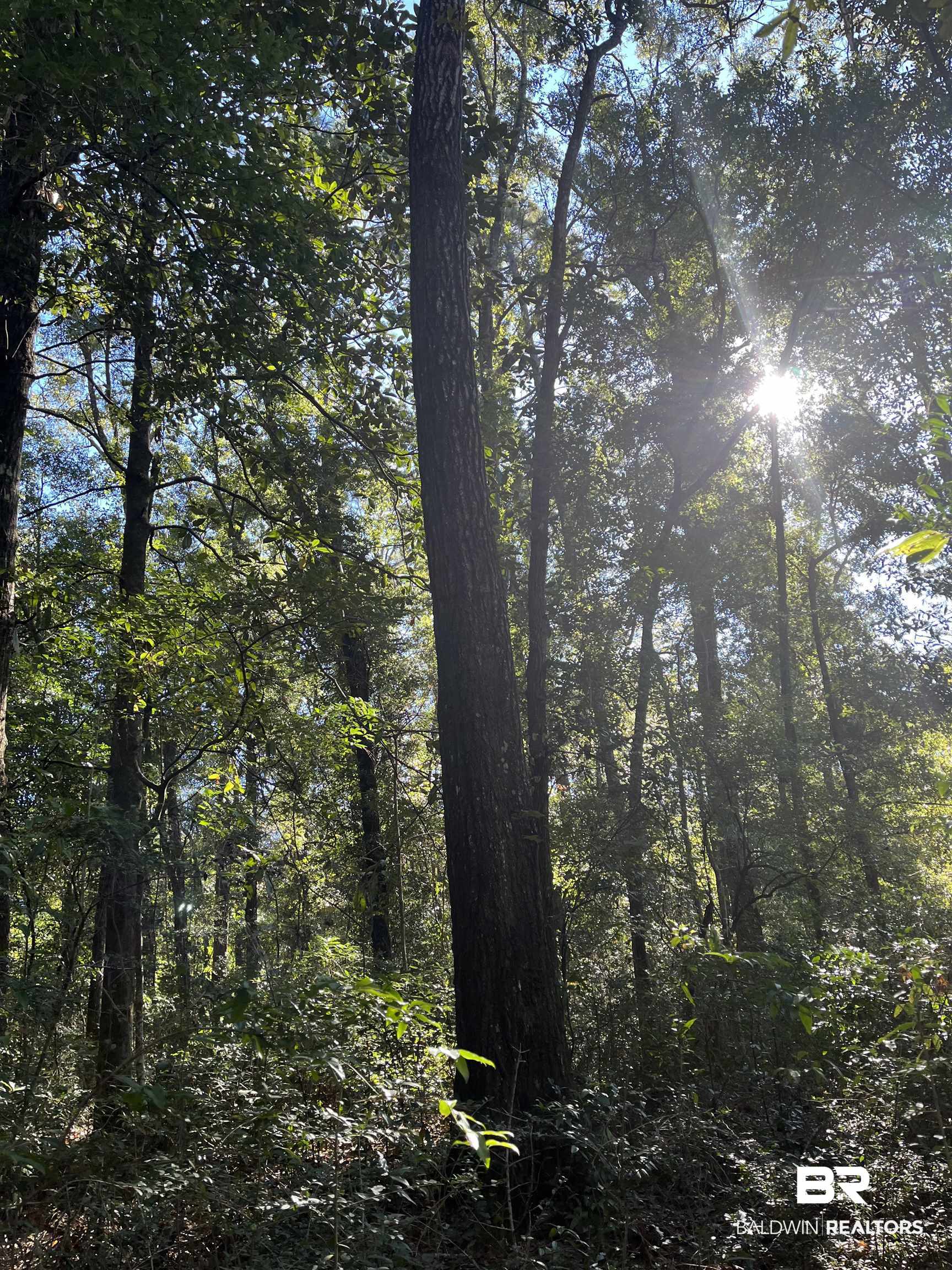 0 Forest Dell Road Mobile, AL 36618 - Photo 4 of 8