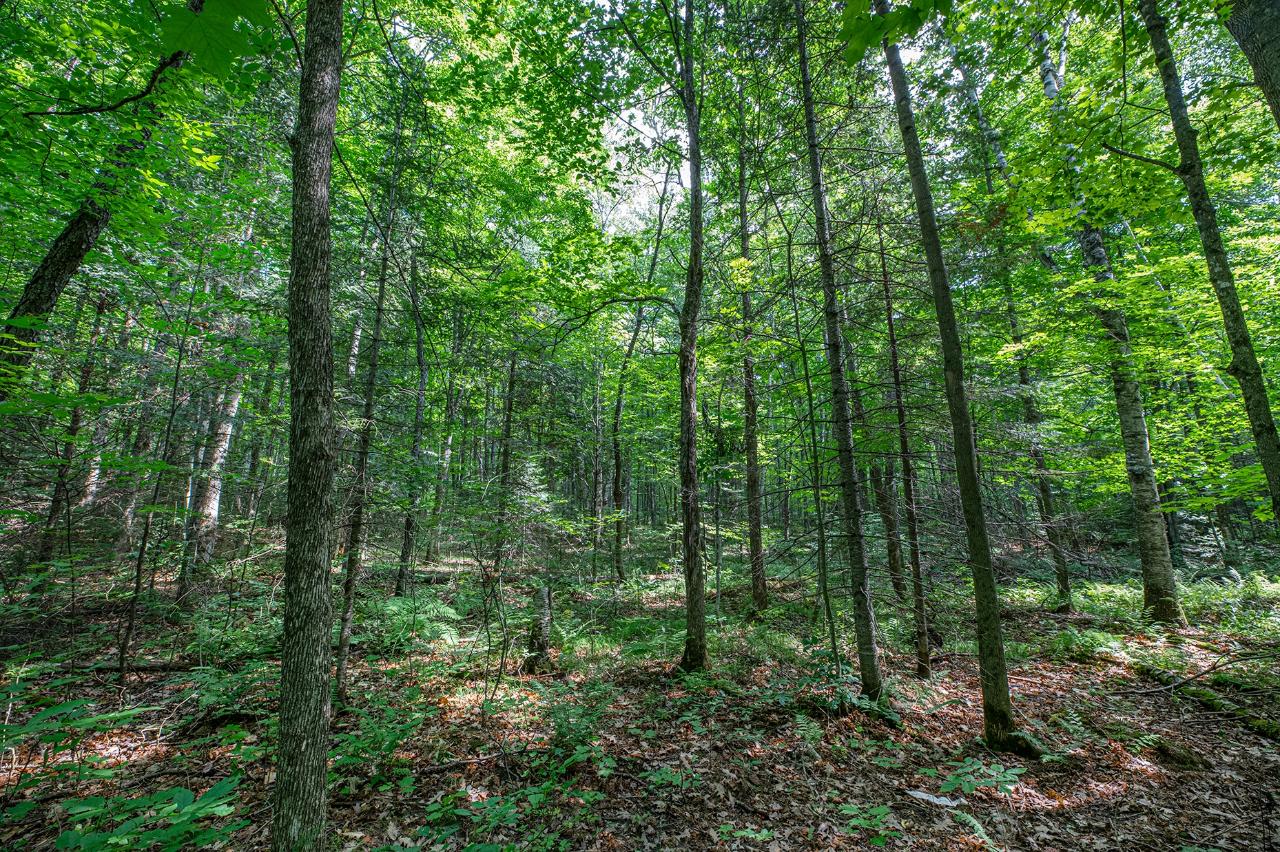 Lot 6 East Anvil Lake Road Eagle River, WI 54521 - Photo 5 of 22 Gallery Image 5
