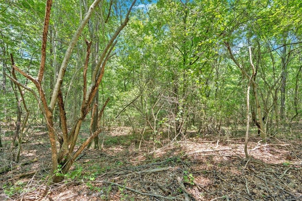 0 Timmons Circle Villa Rica, GA 30180 - Photo 15 of 20 a view of forest