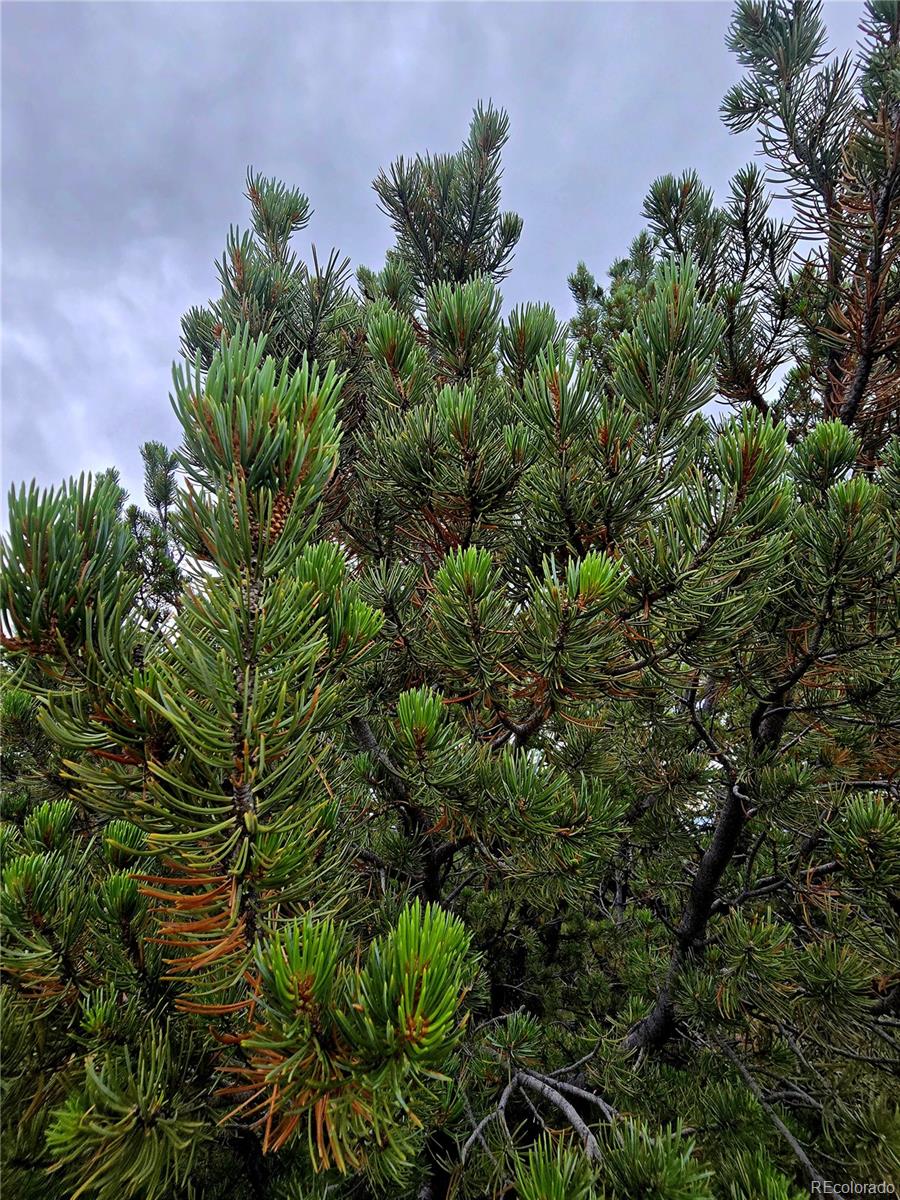 Lot 97-phase Lot 97-phase Ranch Walsenburg, CO 81089 - Photo 11 of 20 a view of a plant in a garden