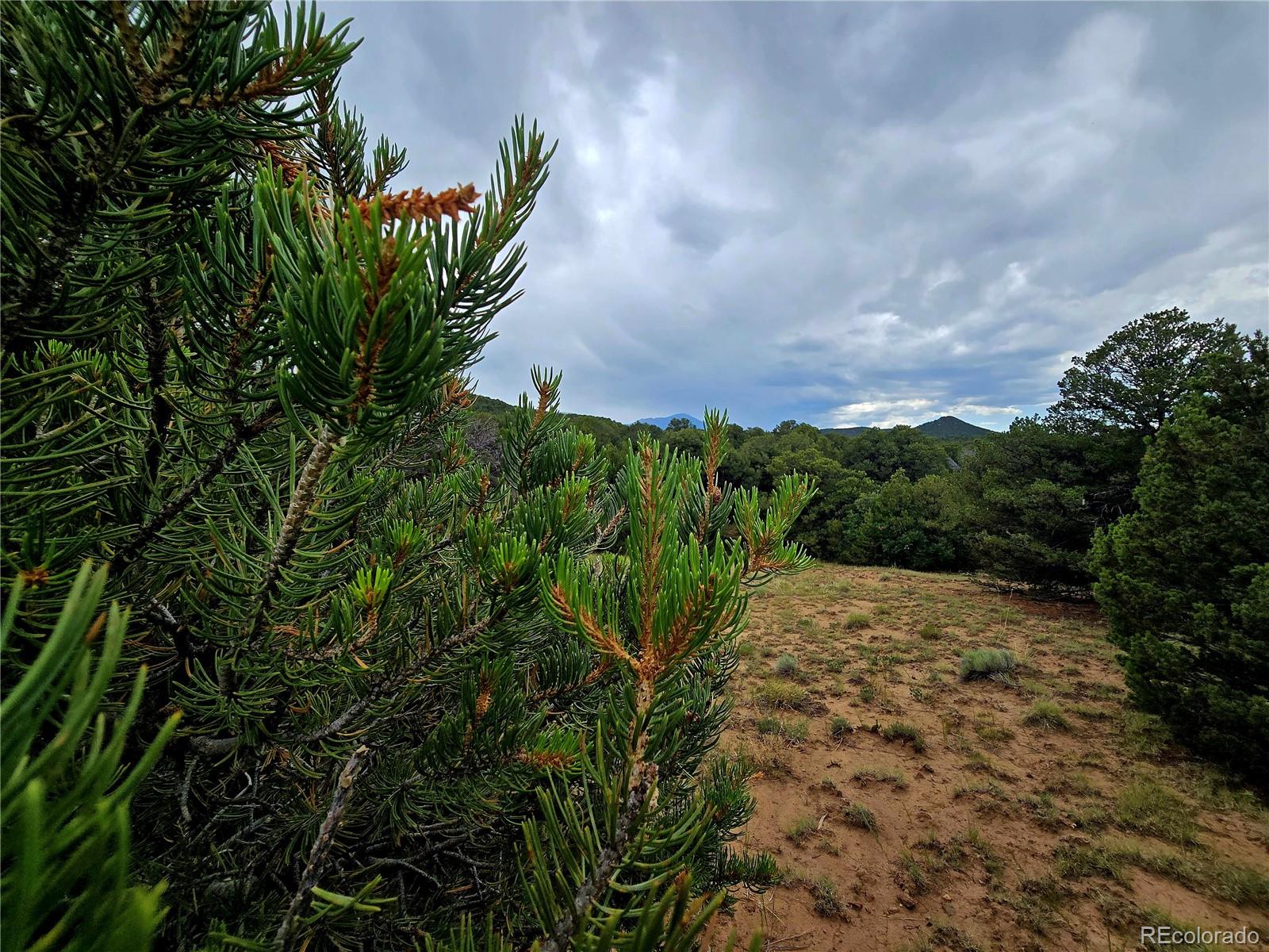 Lot 97-phase Lot 97-phase Ranch Walsenburg, CO 81089 - Photo 12 of 20 a view of a yard with plants and trees