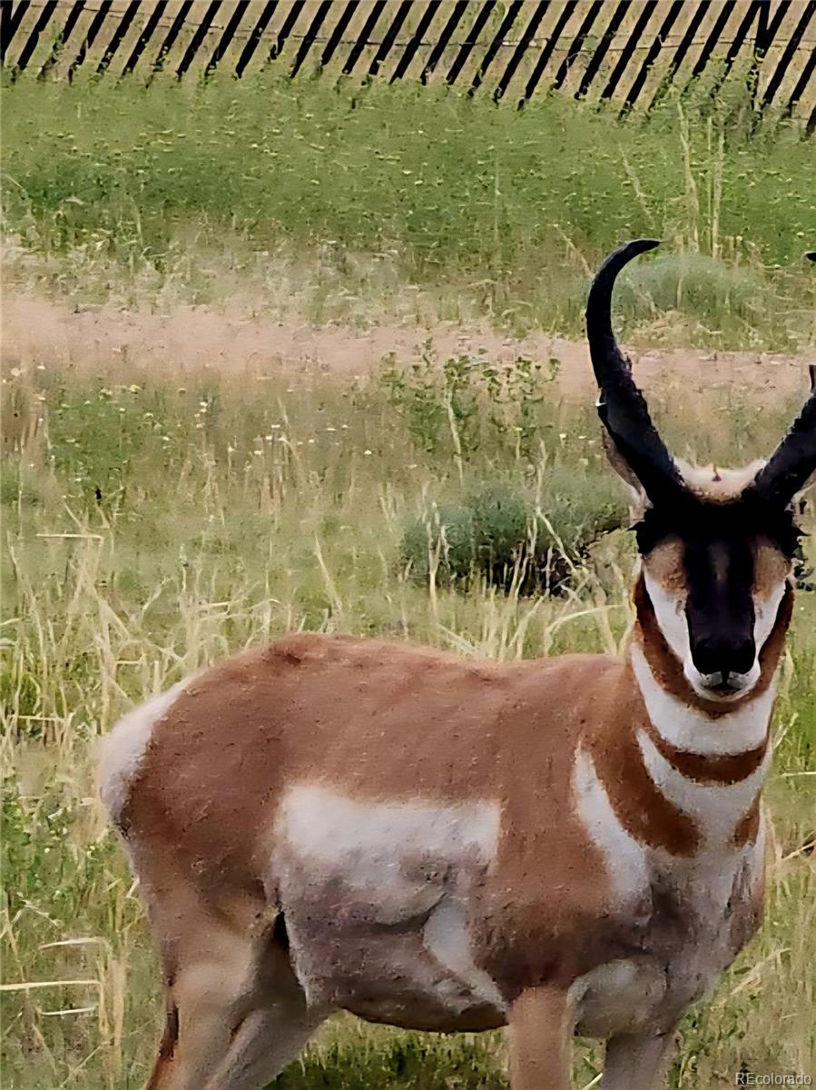 Lot 97-phase Lot 97-phase Ranch Walsenburg, CO 81089 - Photo 20 of 20 a view of a lake in middle of the forest