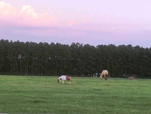 Lot 4 Skyland Farm Road Williston, SC 29853 - Photo 3 of 8