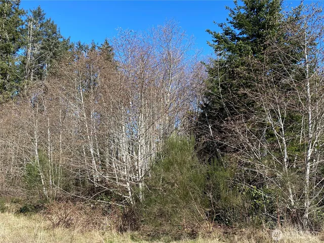 a view of a yard with a tree