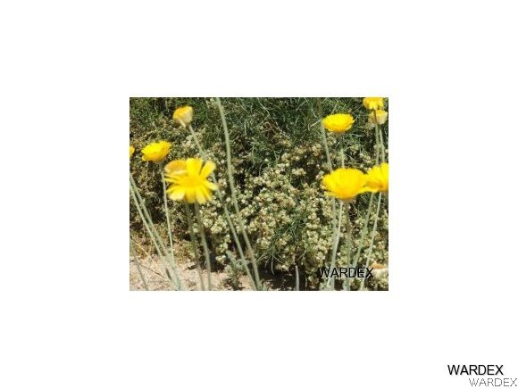 Lot 112 Douglas Road Yucca, AZ 86438 - Photo 12 of 12