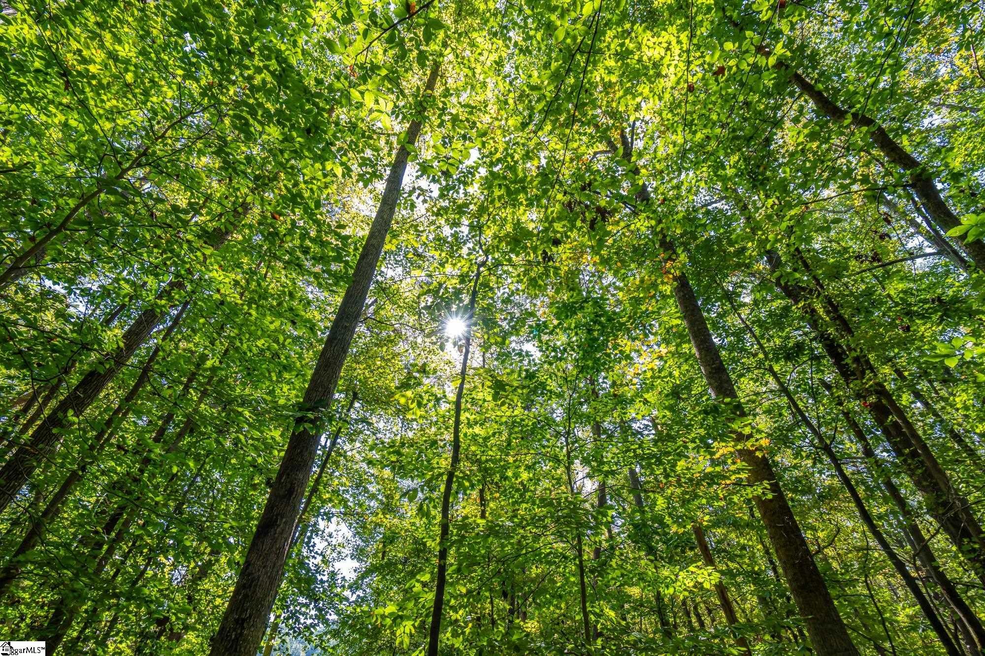 276 Burns Road Greer, SC 29651 - Photo 11 of 22