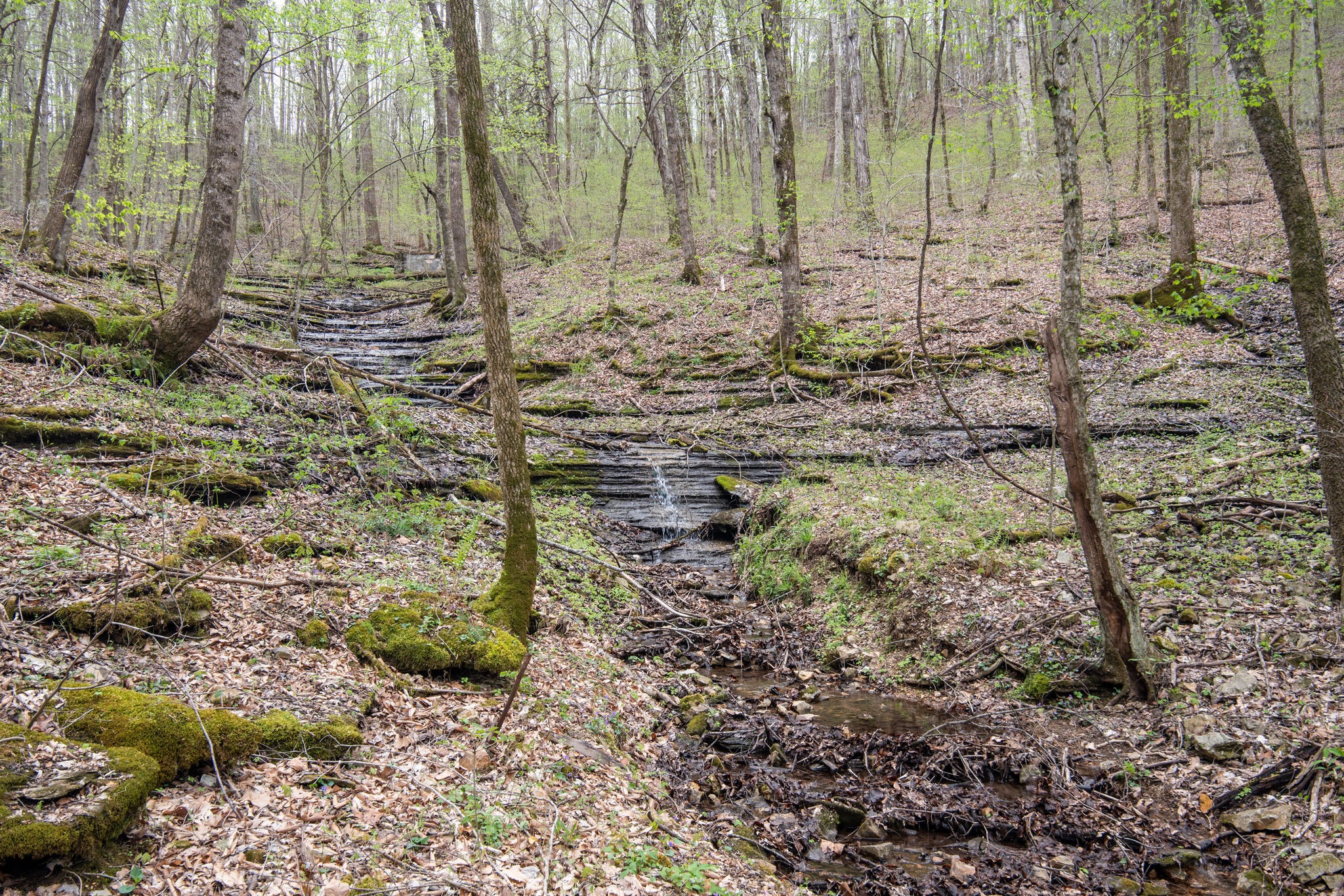 776 Rockhouse Road Linden, TN 37096 - Photo 49 of 66 Gallery Image 49