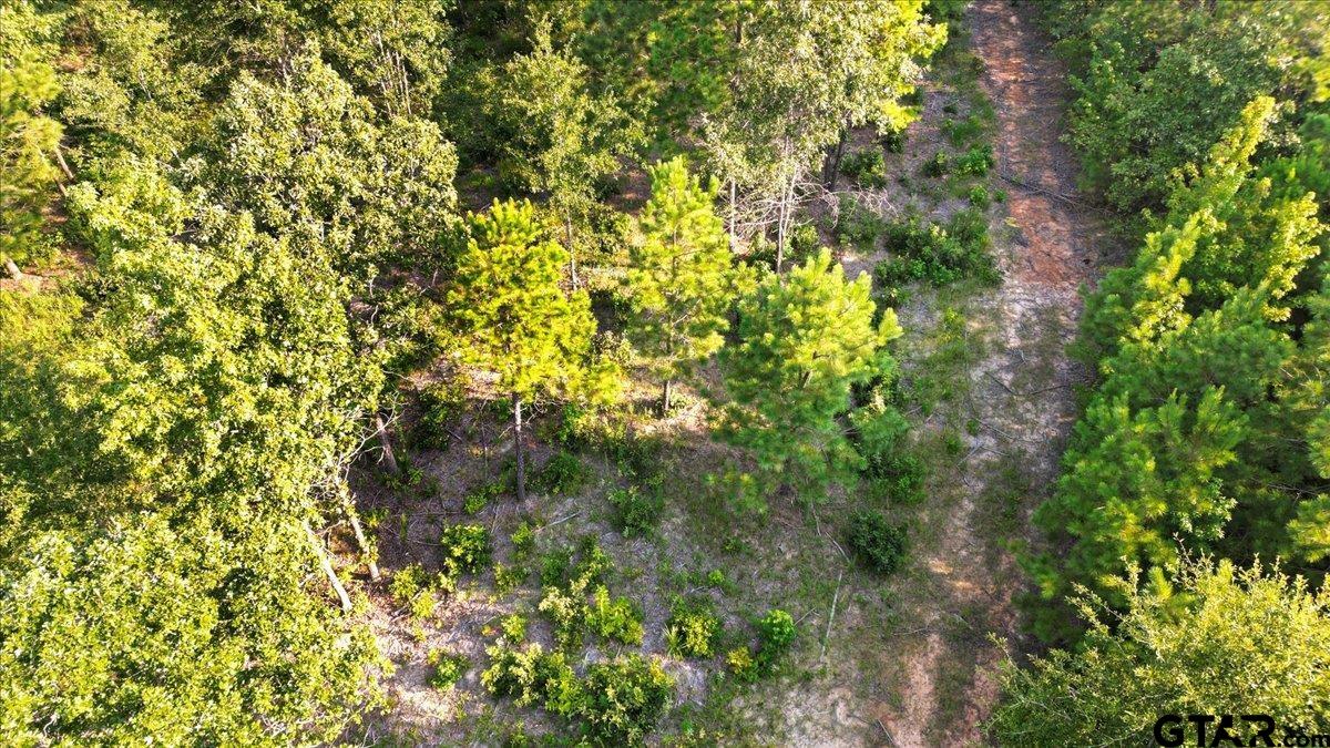 16508 Highway 31 West Tyler, TX 75705 - Photo 11 of 17 a view of a tree with a yard