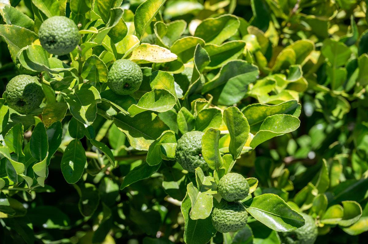 545 Alhambra Road San Mateo, CA 94402 - Photo 54 of 59