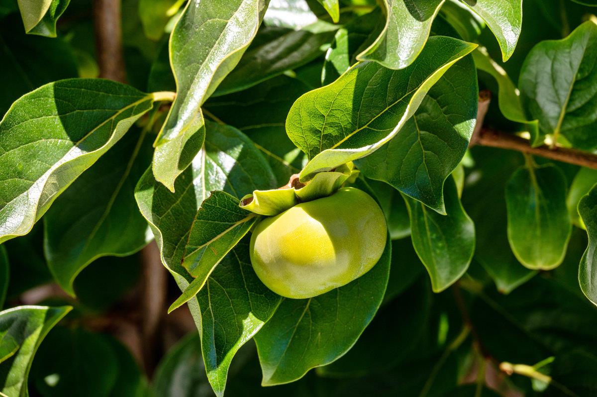 545 Alhambra Road San Mateo, CA 94402 - Photo 55 of 59 a view of a plant