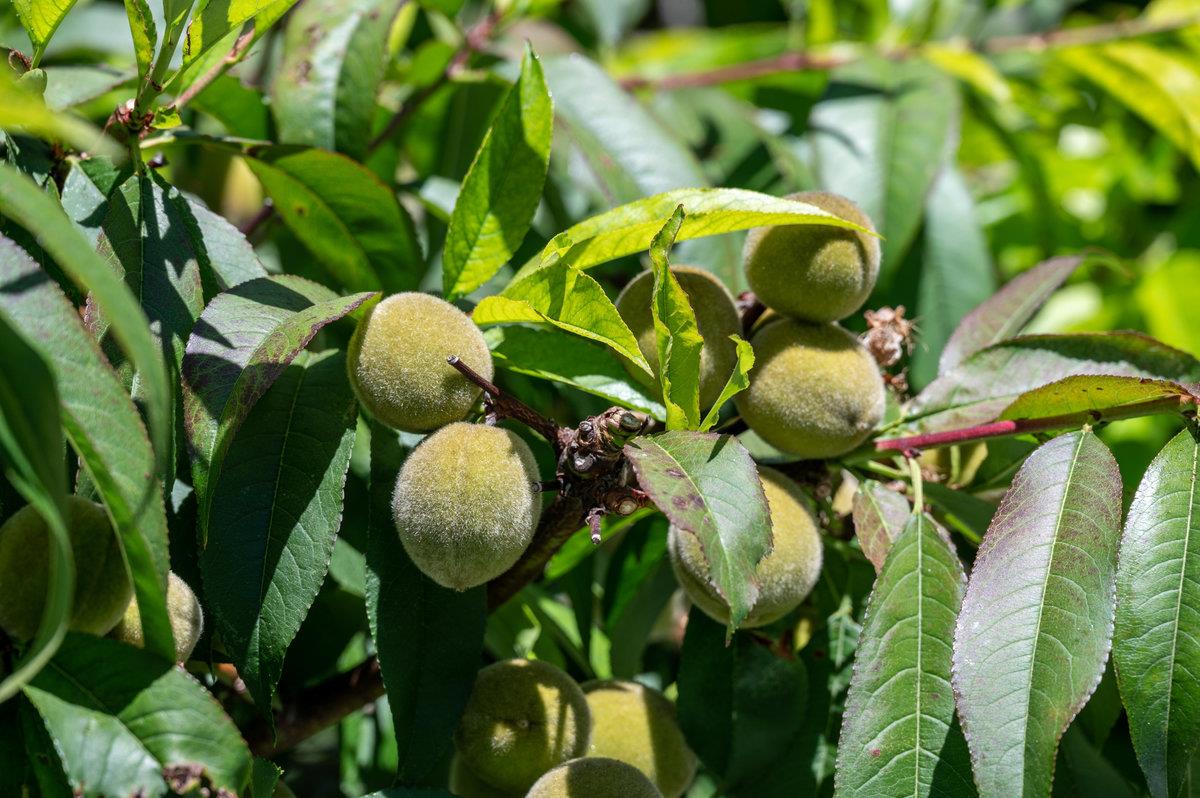545 Alhambra Road San Mateo, CA 94402 - Photo 56 of 59 a close up of a plant in a garden