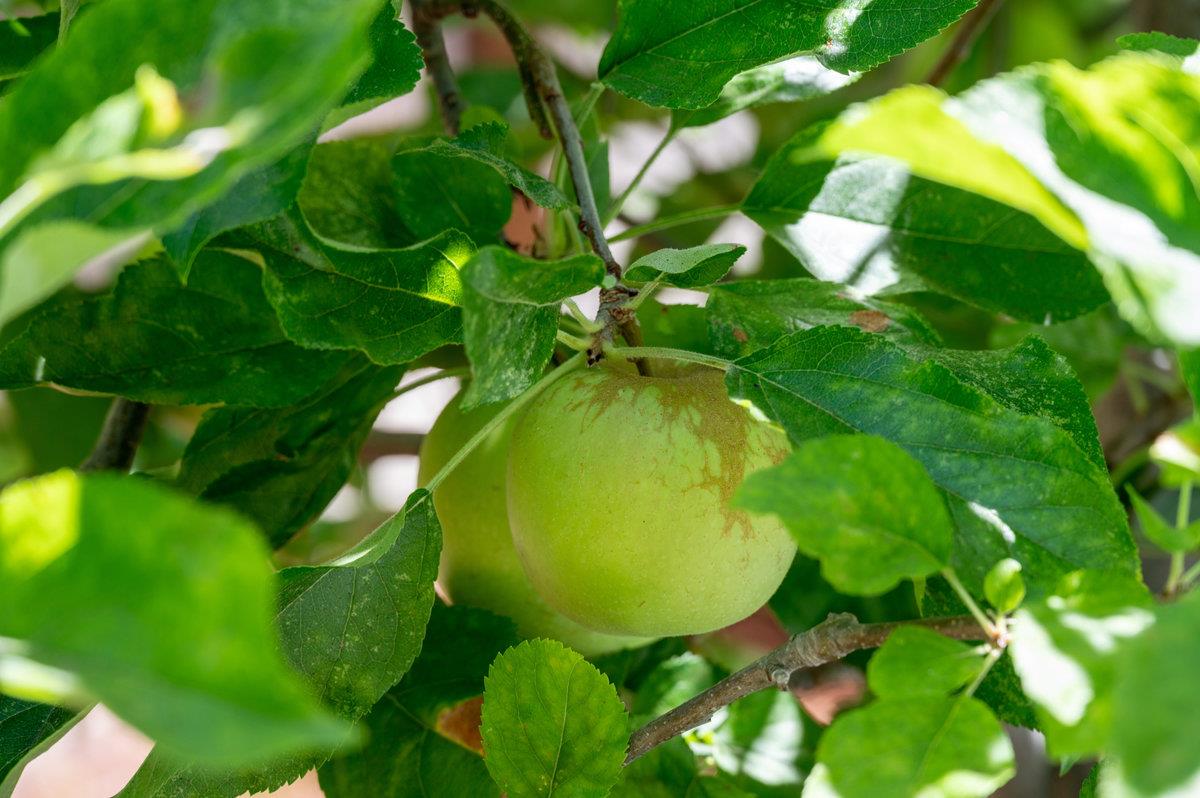 545 Alhambra Road San Mateo, CA 94402 - Photo 57 of 59 a close up of a small garden