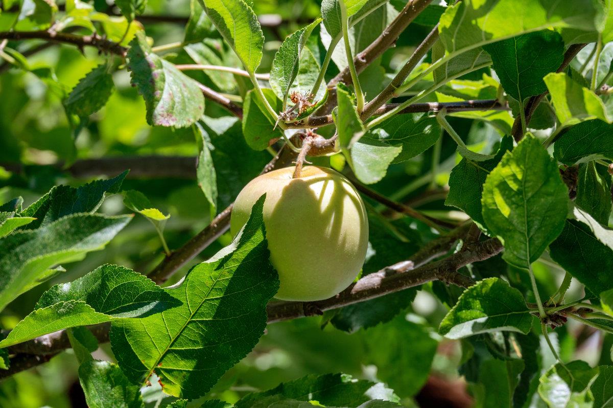 545 Alhambra Road San Mateo, CA 94402 - Photo 58 of 59