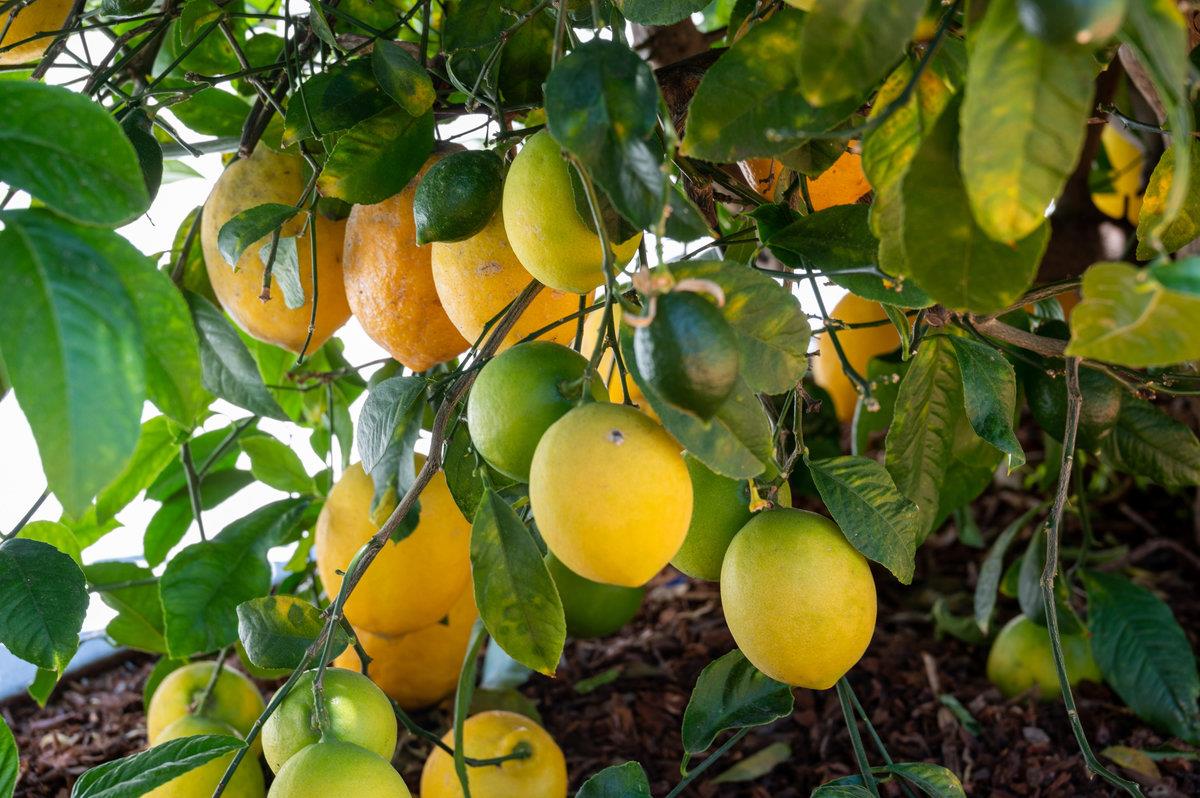 545 Alhambra Road San Mateo, CA 94402 - Photo 59 of 59