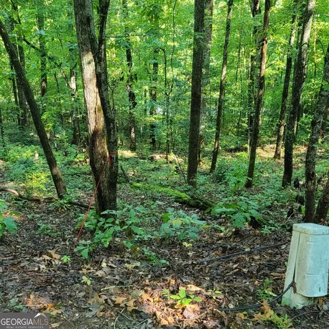 a big yard with lots of green space and trees