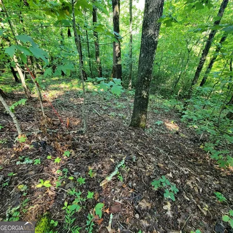 a big yard with lots of green space and trees