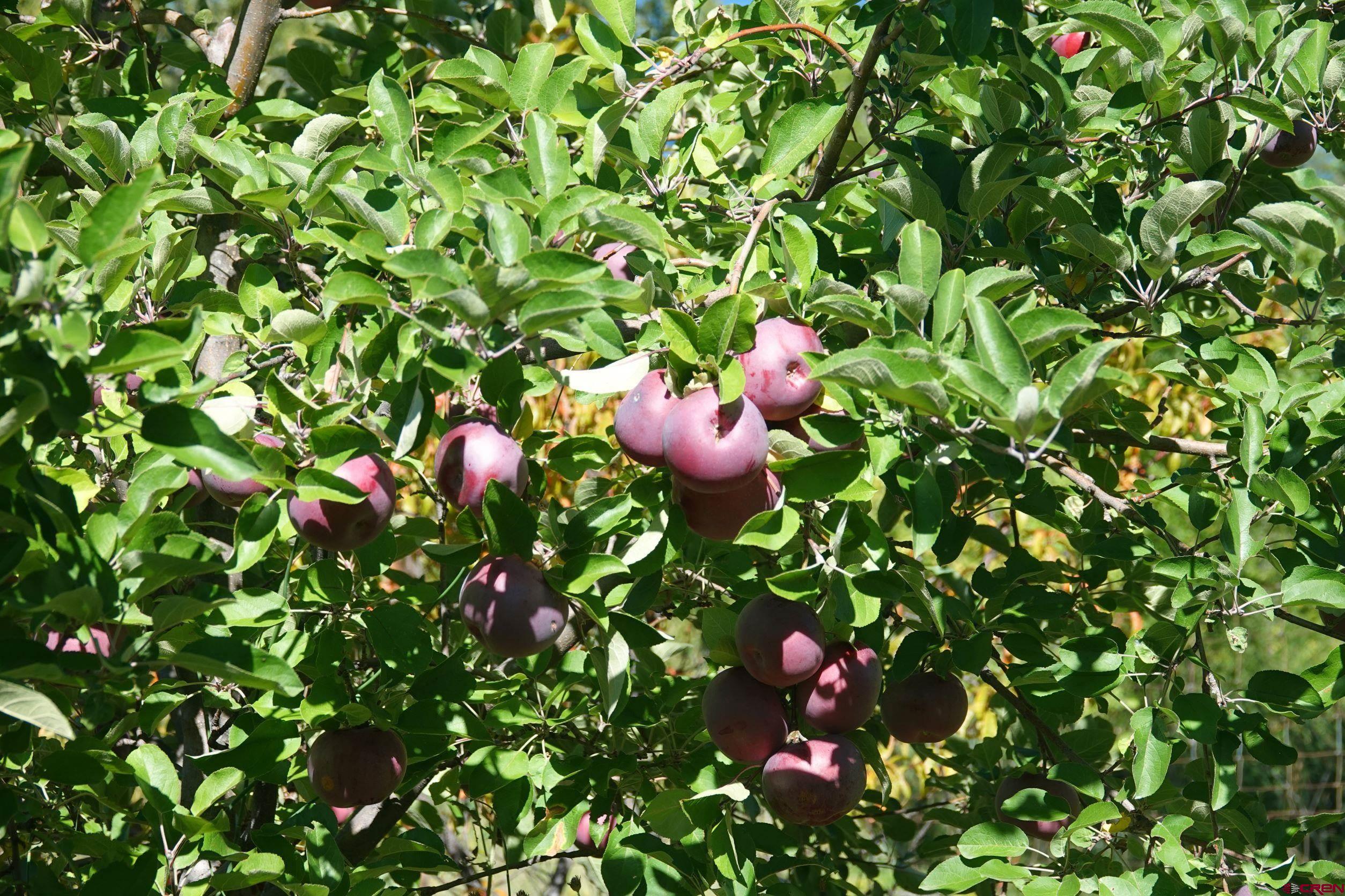 15835 Black Bridge Road Paonia, CO 81428 - Photo 11 of 35 a view of a flower
