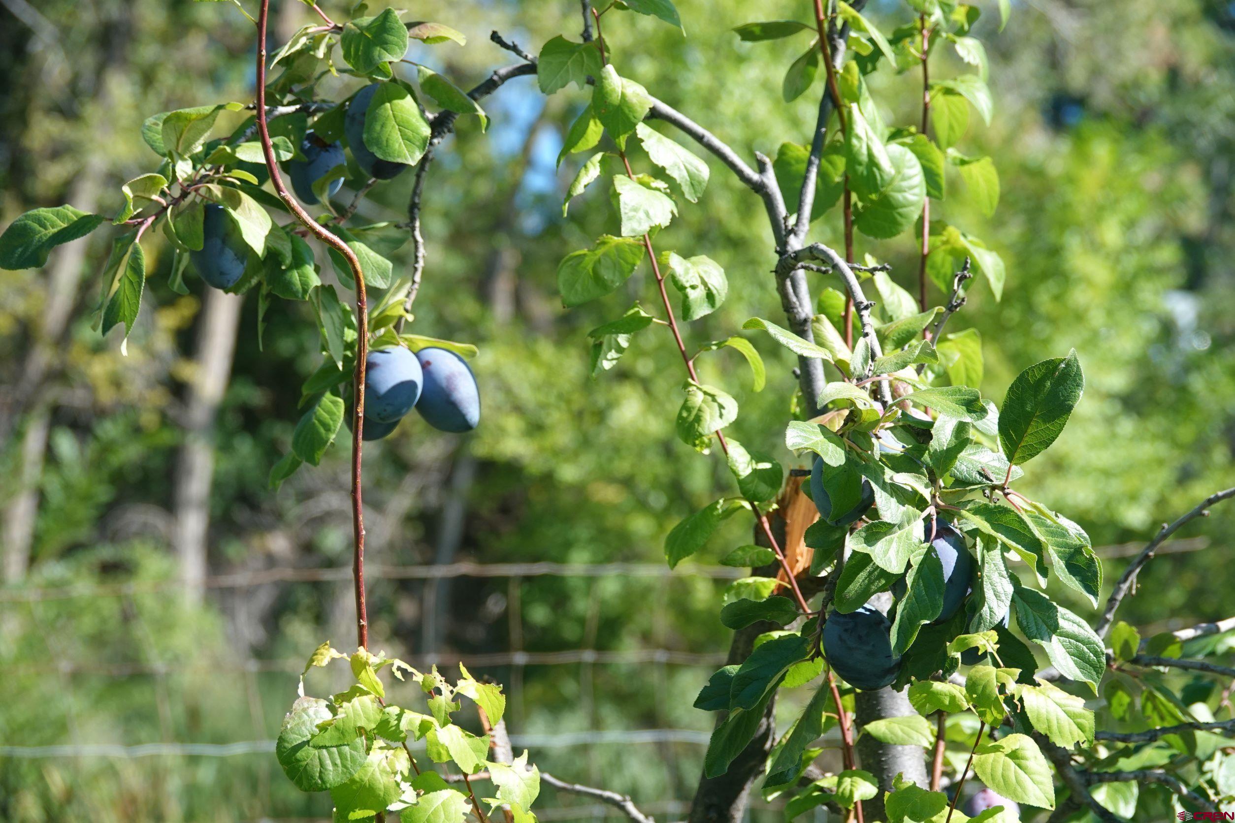 15835 Black Bridge Road Paonia, CO 81428 - Photo 10 of 35 a view of flowers
