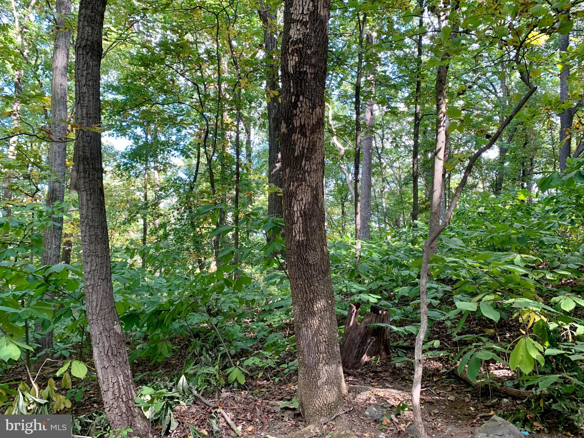 87 Blue Sky Road Linden, VA 22642 - Photo 15 of 16 Gallery Image 15