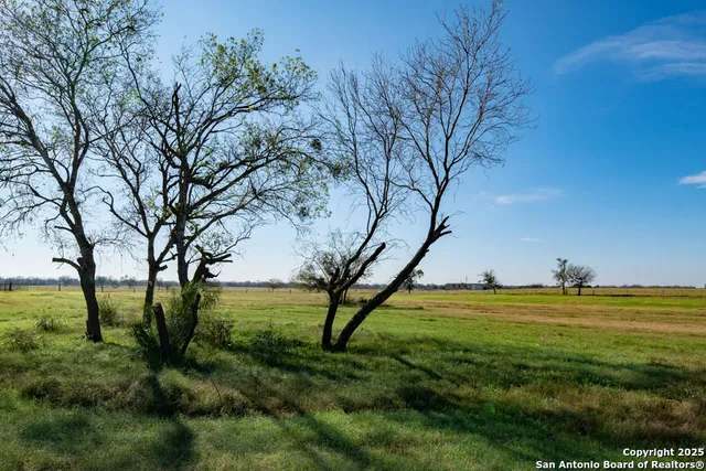 a view of yard with large trees and plants