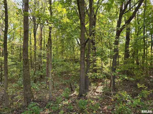 a view of a forest