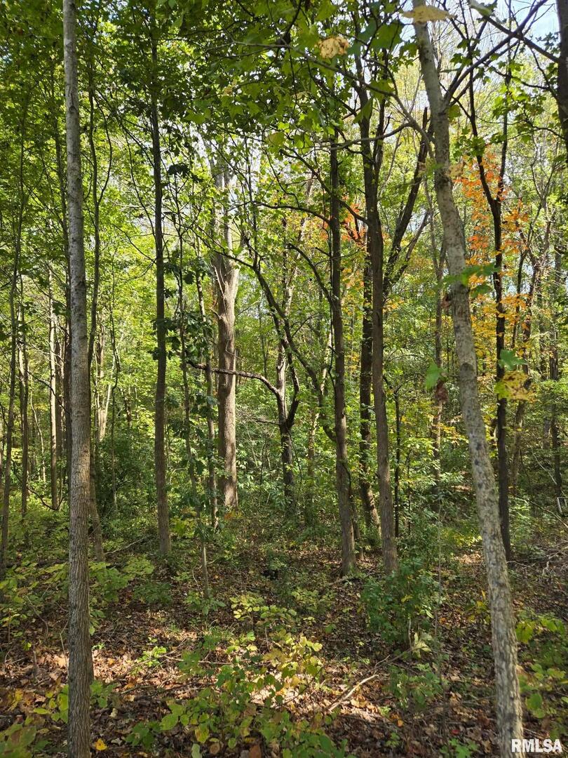 Tbd State Highway 145 S Highway Metropolis, IL 62960 - Photo 3 of 6