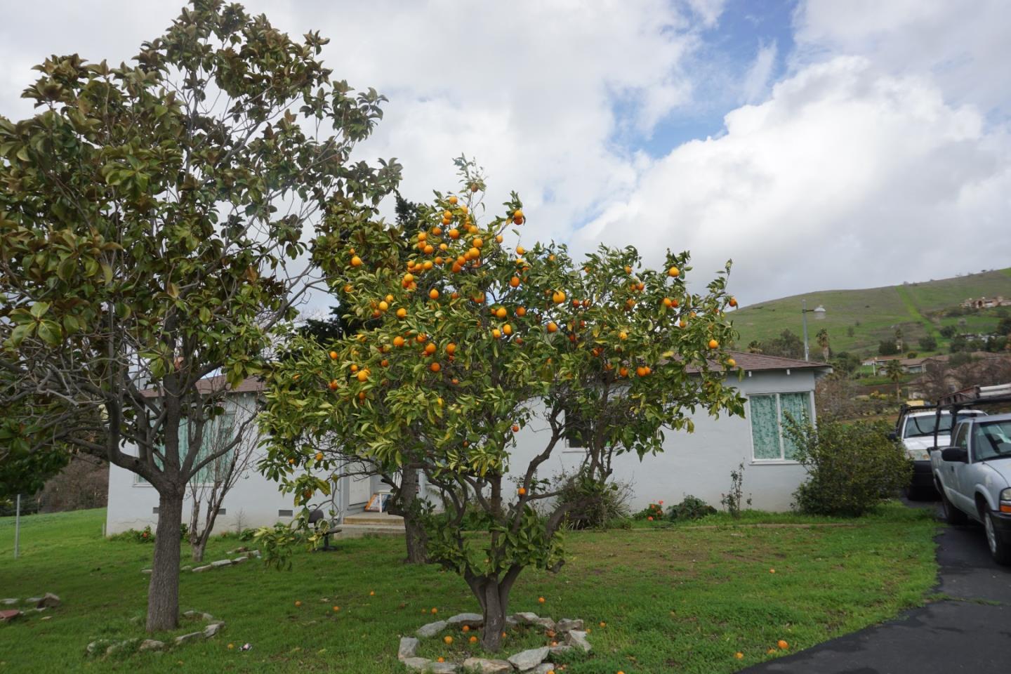 2310 Mt Pleasant Road San Jose, CA 95148 - Photo 11 of 12 a view of a garden with a tree