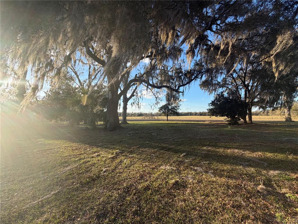 20638 Southwest 38th Avenue Newberry, FL 32669 - Photo 5 of 8 a view of dirt yard with a large tree
