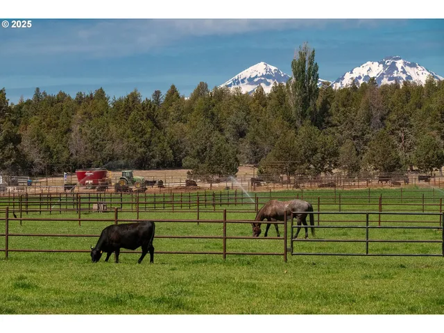 a view of a lush green space