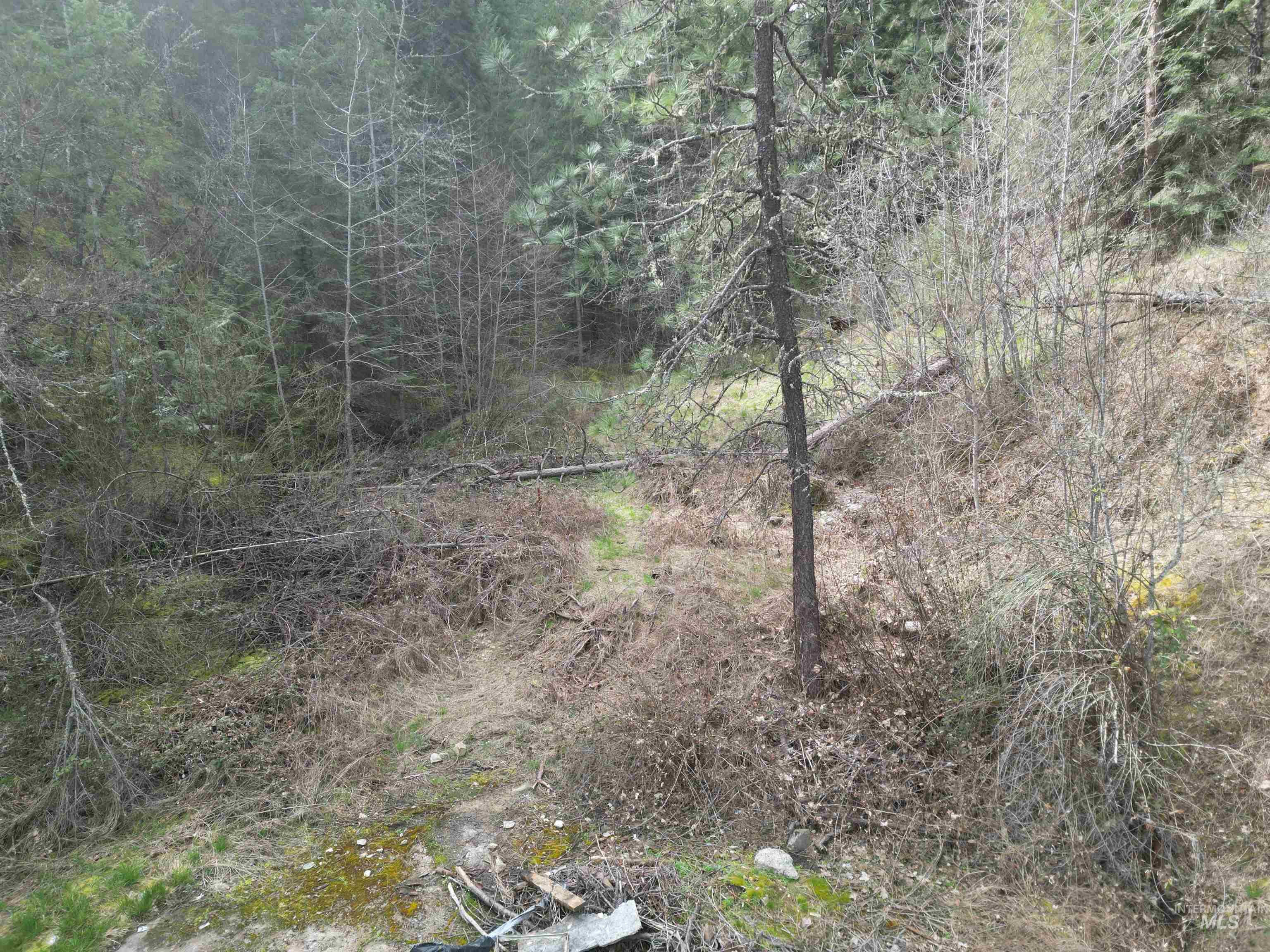 12 Highway 12 Nezperce, ID 83543 - Photo 13 of 26 View of woods
