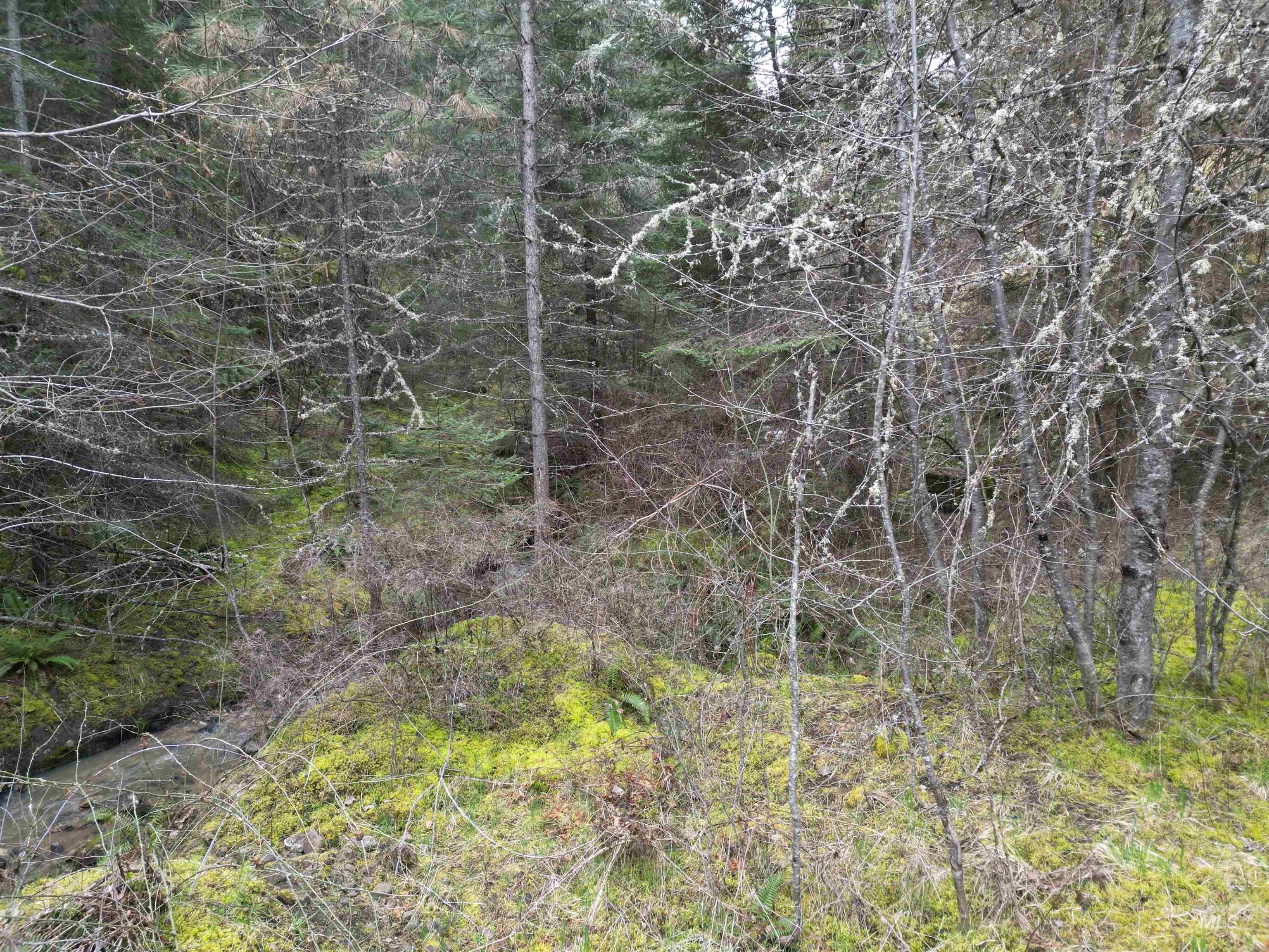 12 Highway 12 Nezperce, ID 83543 - Photo 14 of 26 View of wooded area