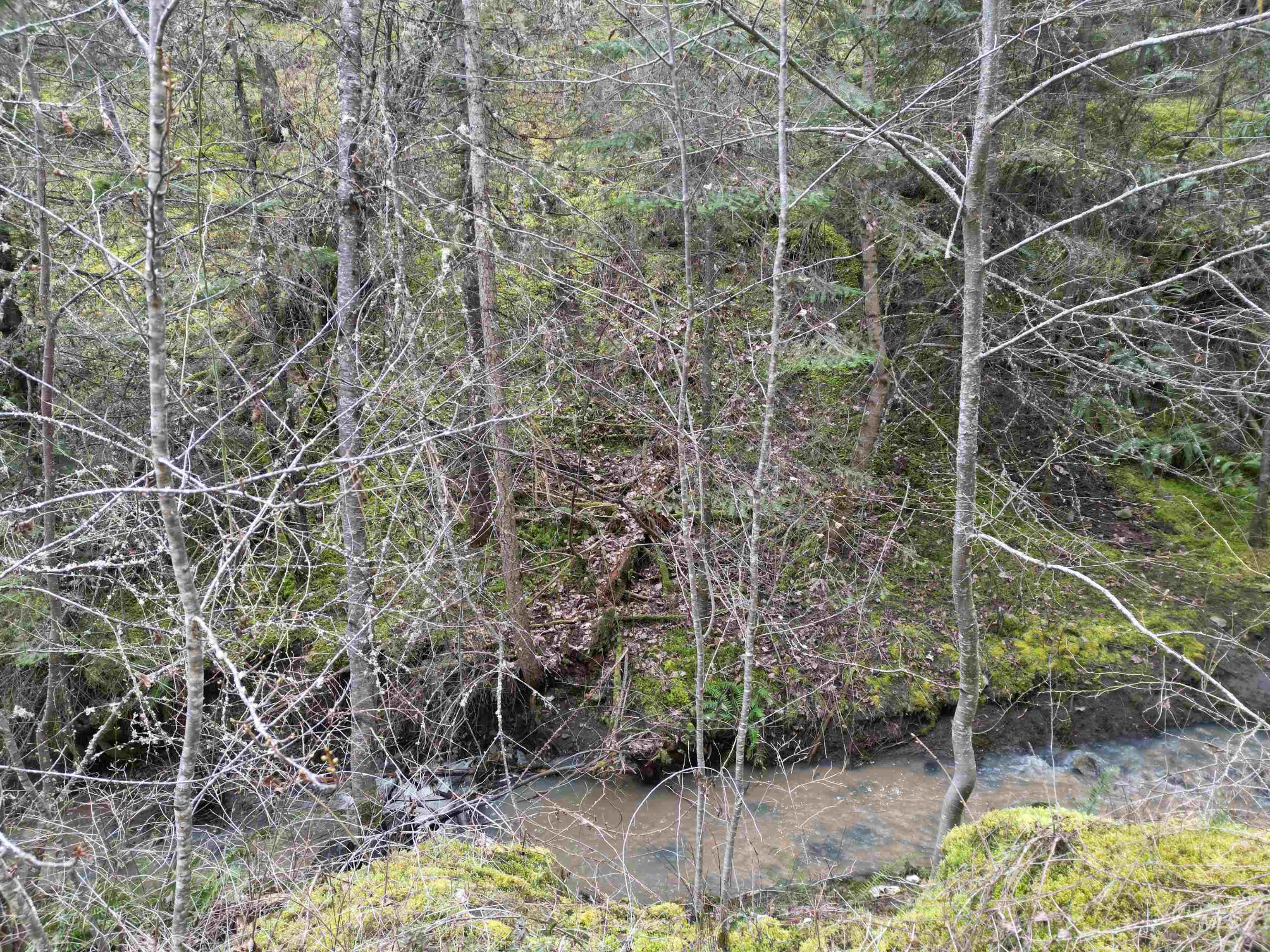 12 Highway 12 Nezperce, ID 83543 - Photo 16 of 26 View of tree filled area