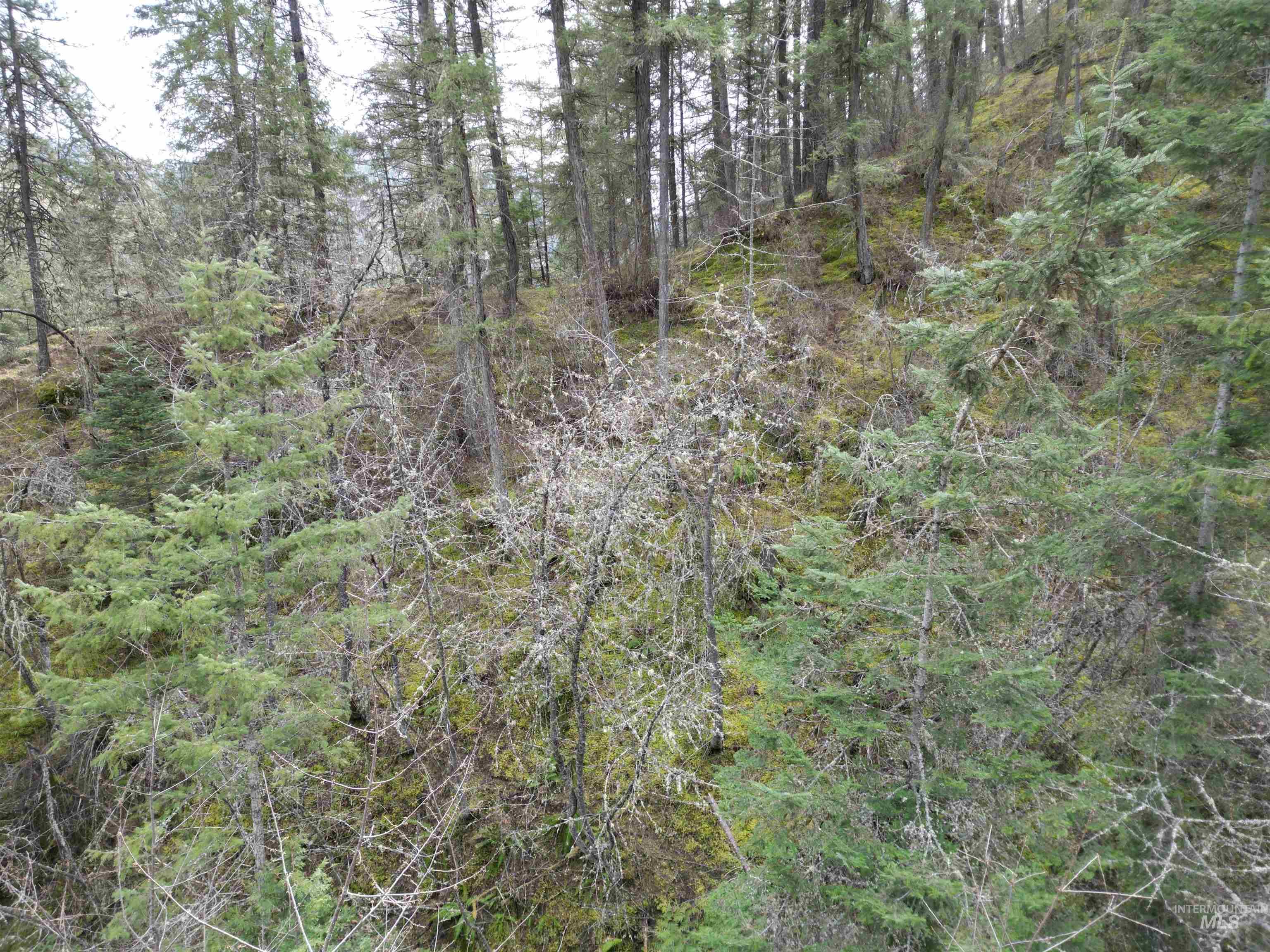 12 Highway 12 Nezperce, ID 83543 - Photo 17 of 26 View of woods