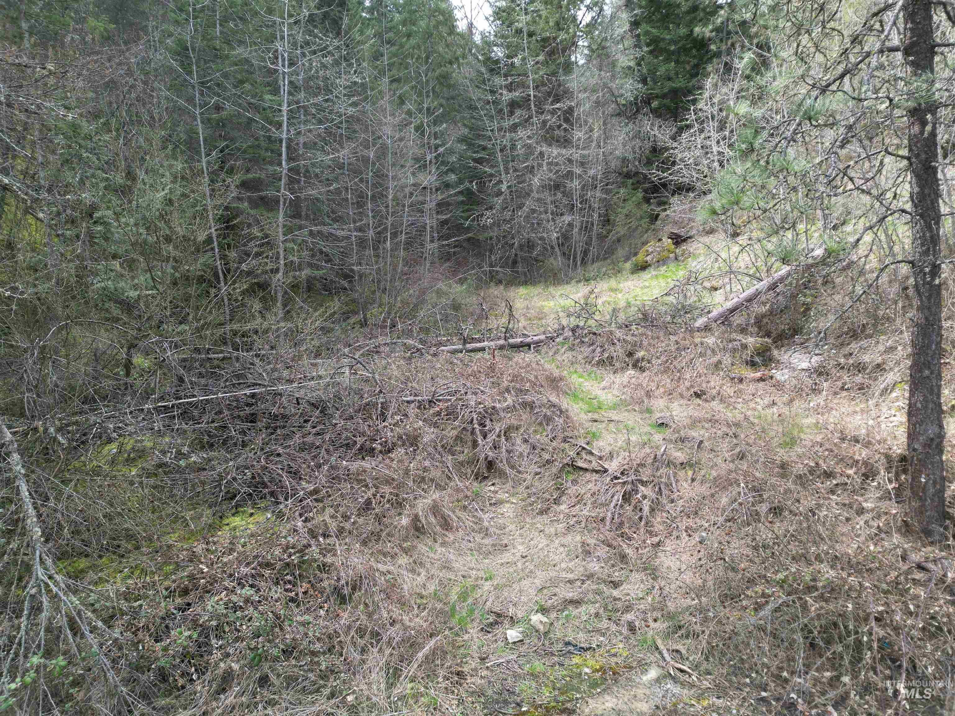 12 Highway 12 Nezperce, ID 83543 - Photo 22 of 26 View of woods
