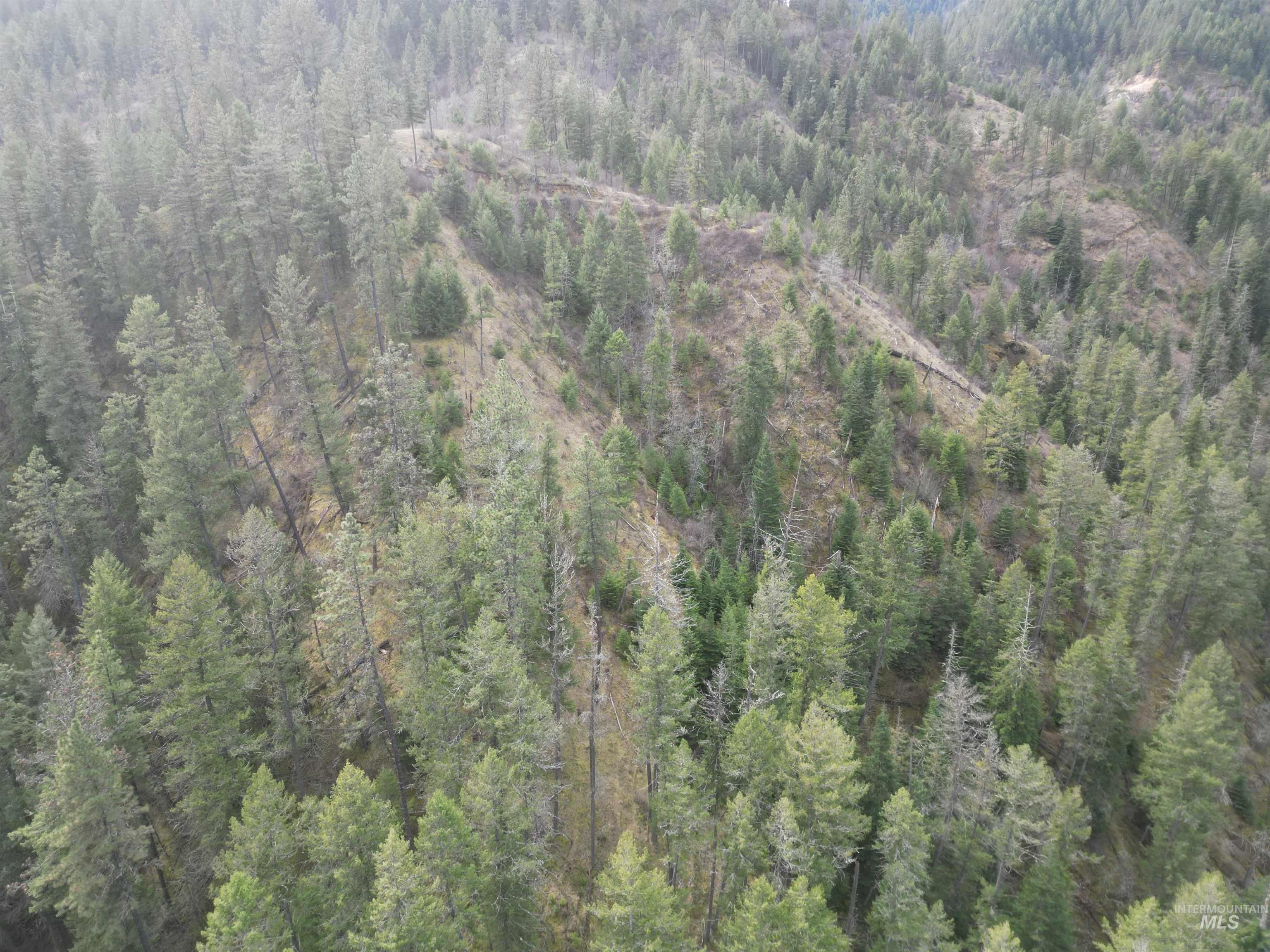 12 Highway 12 Nezperce, ID 83543 - Photo 10 of 26 Aerial view of a heavily wooded area