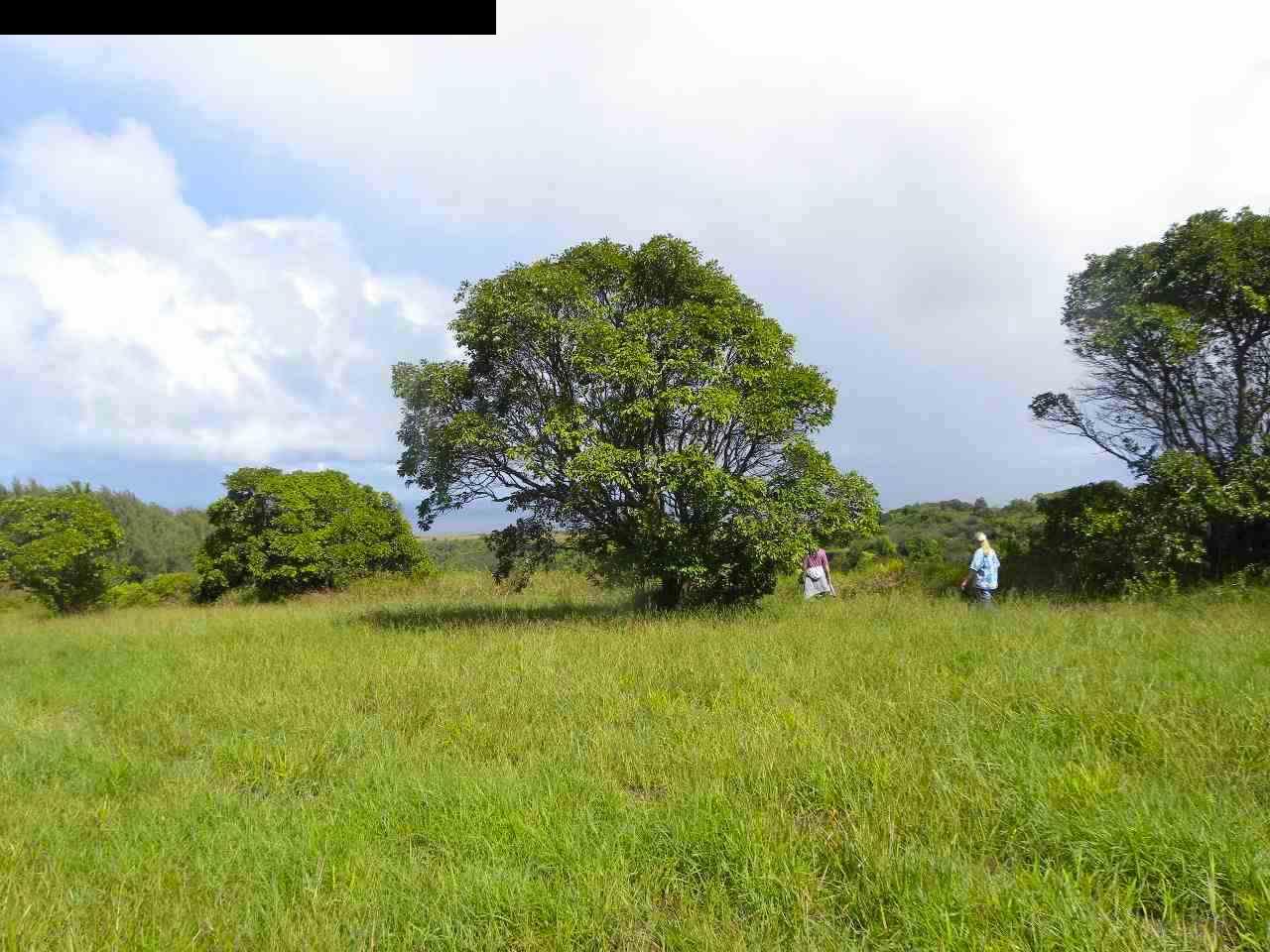 305 Kaupakalua Road Haiku, HI 96708 - Photo 1 of 13 a view of a garden