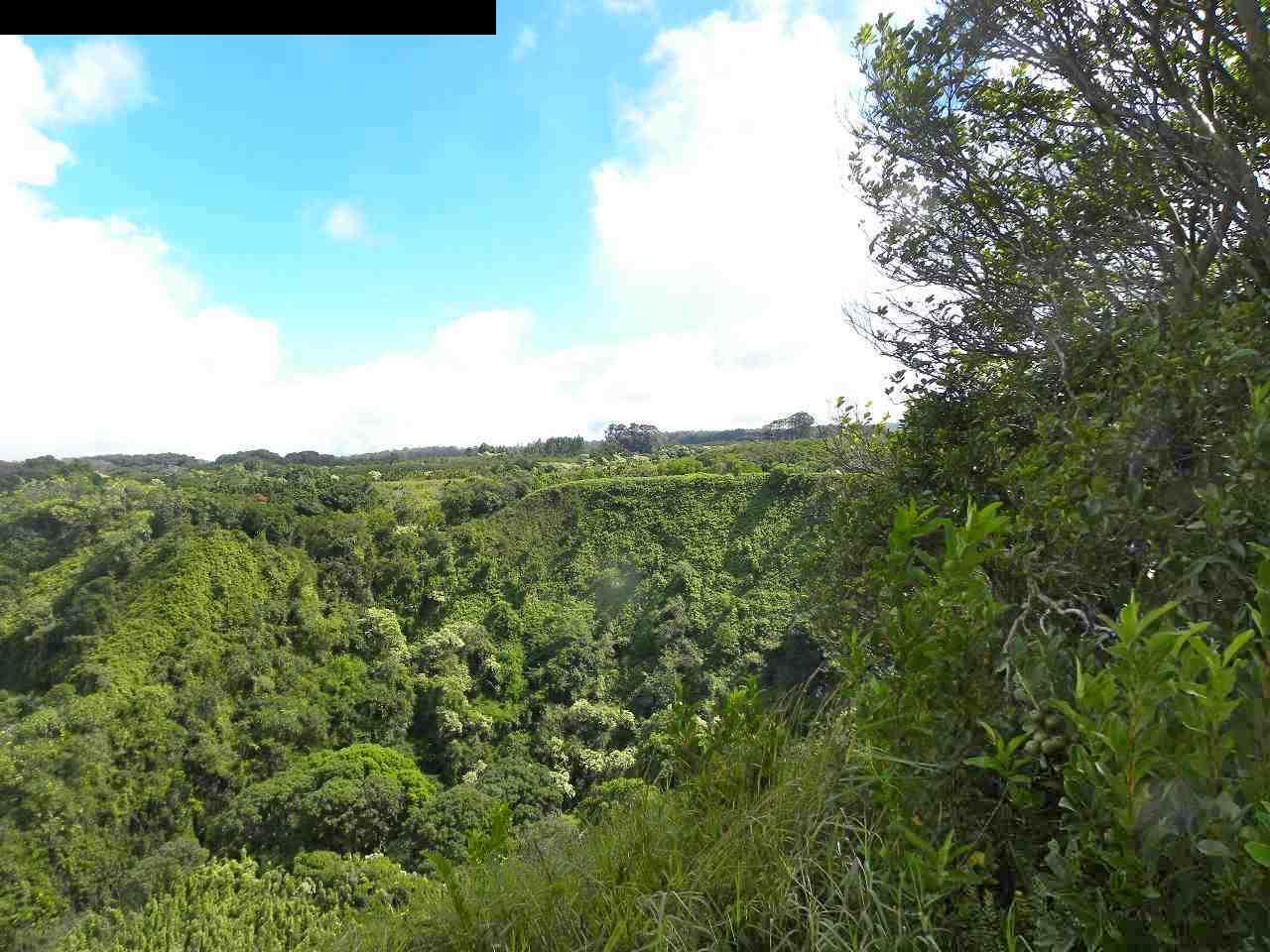 305 Kaupakalua Road Haiku, HI 96708 - Photo 3 of 13 a view of a green field with lots of bushes