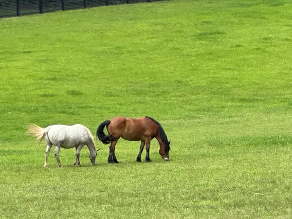 $6,495,999 | 3622 Sandy Ford Road, Clayton, GA 30525