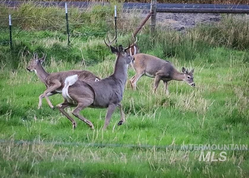 437 Clearcreek Road Kooskia, ID 83539 - Photo 27 of 45 Exterior view