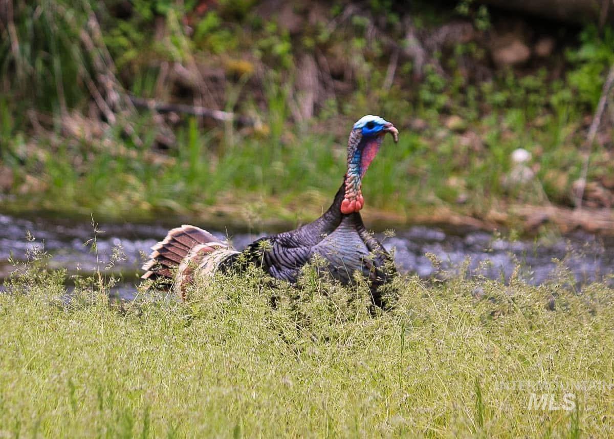 437 Clearcreek Road Kooskia, ID 83539 - Photo 29 of 45 Exterior view