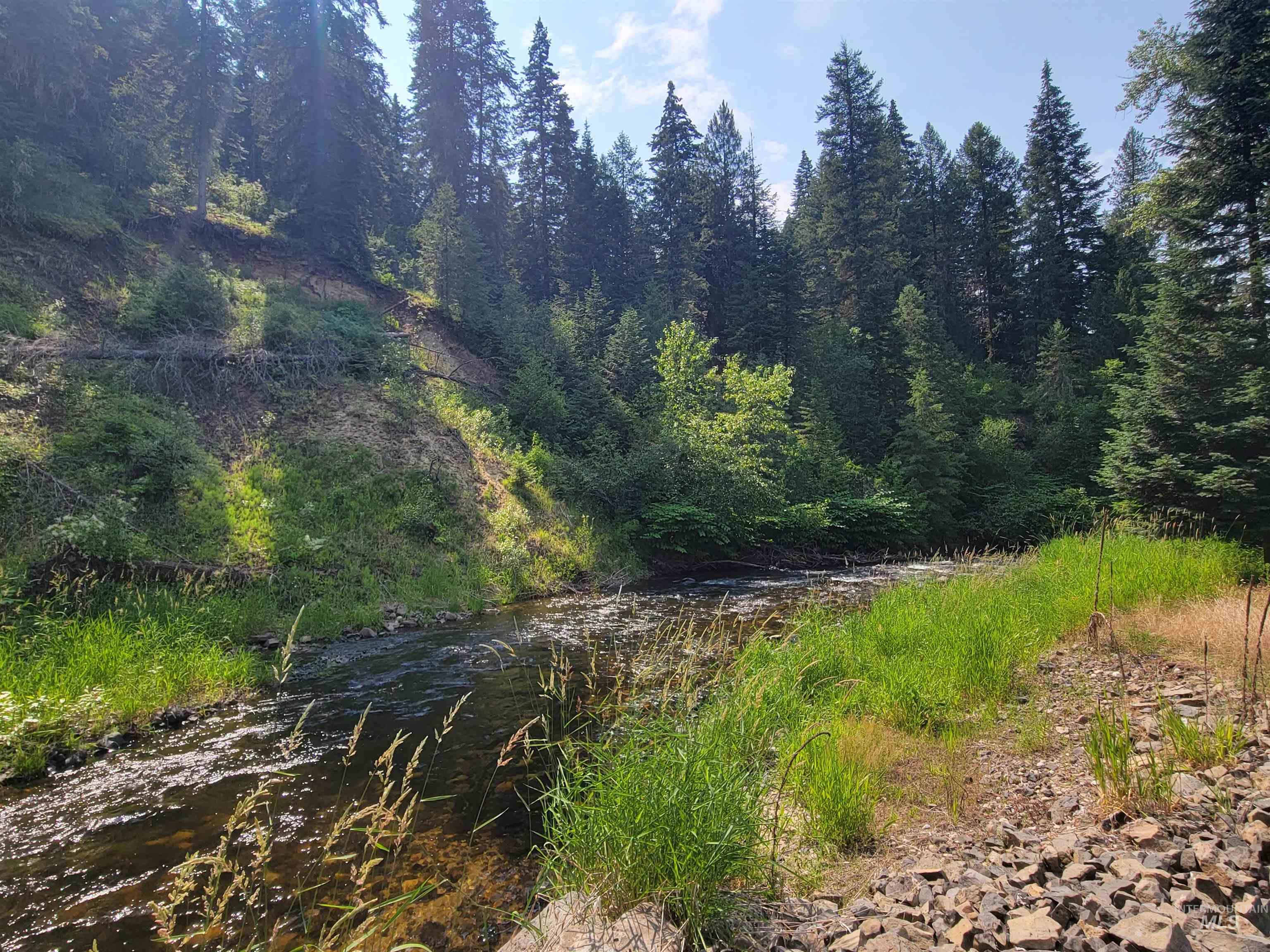 437 Clearcreek Road Kooskia, ID 83539 - Photo 10 of 45 View of tree filled area