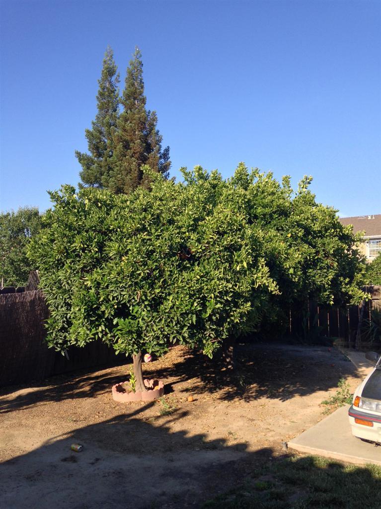 1352 North Reed Avenue Reedley, CA 93654 - Photo 27 of 43