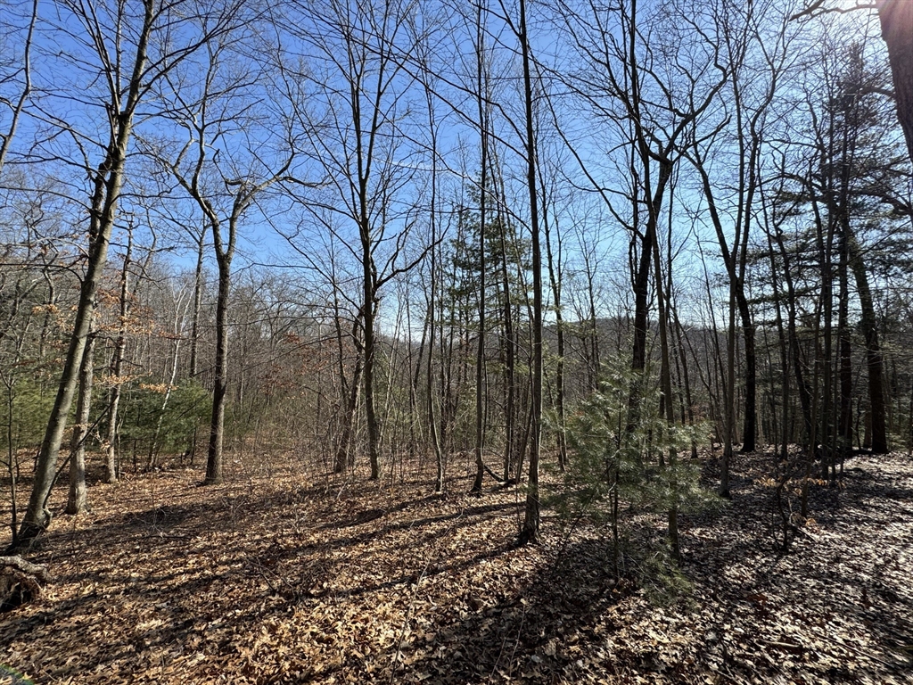 576 V Ridge Road Wilbraham, MA 01095 - Photo 6 of 13 a view of a backyard with large trees
