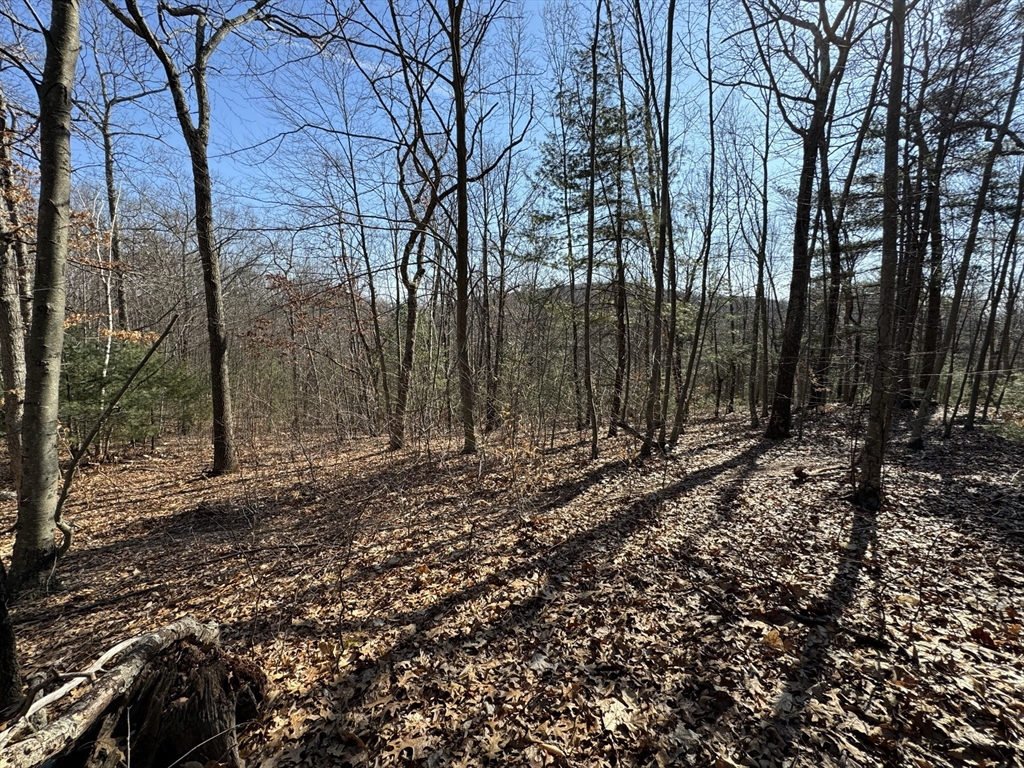 576 V Ridge Road Wilbraham, MA 01095 - Photo 8 of 13 a big yard with lots of green space