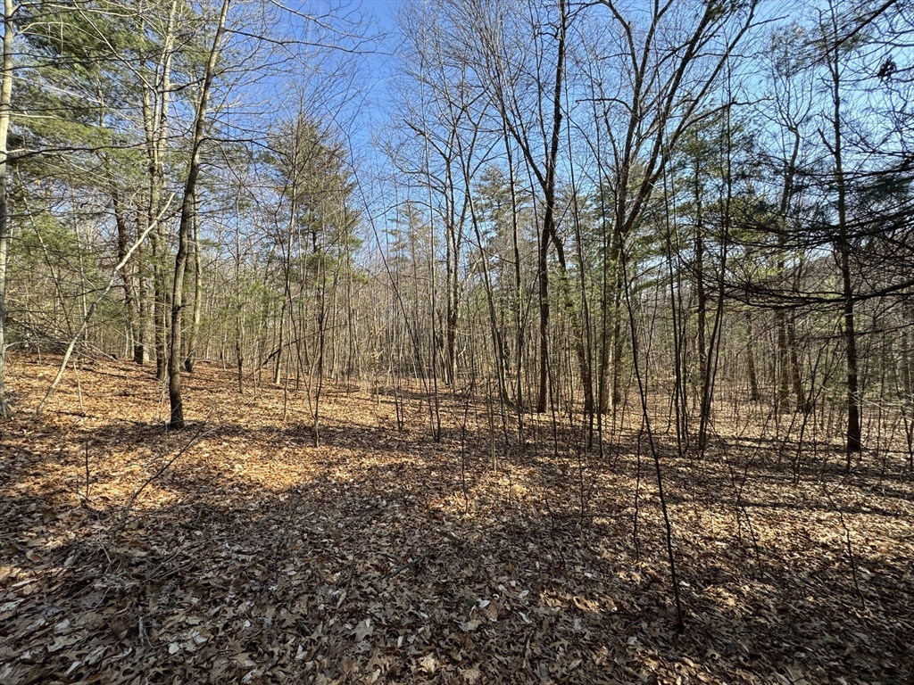 576 V Ridge Road Wilbraham, MA 01095 - Photo 10 of 13 a view of a yard with trees