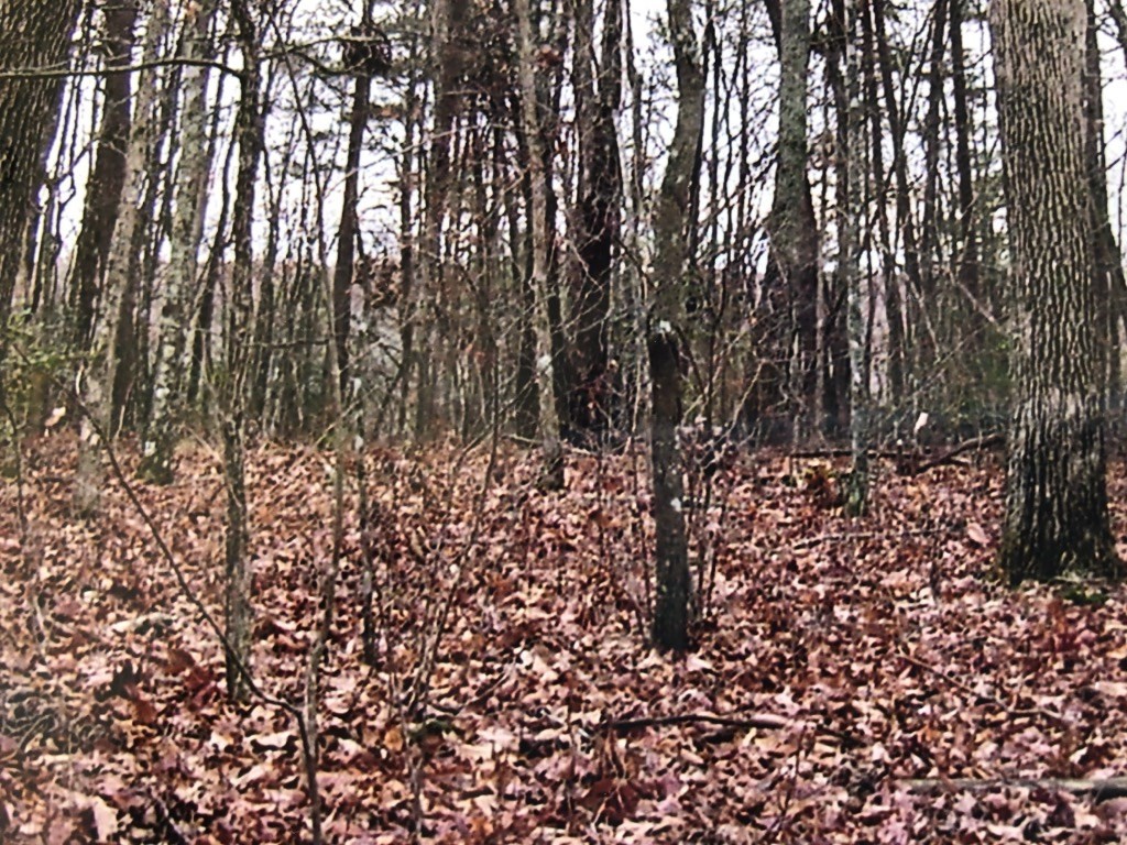 0 Grandview Bluff Road Spencer, TN 38585 - Photo 3 of 9 Gallery Image 3