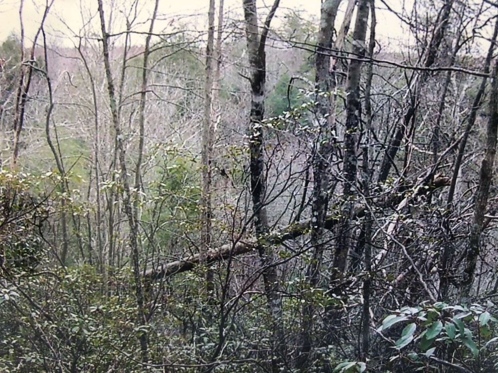 0 Grandview Bluff Road Spencer, TN 38585 - Photo 5 of 9 Gallery Image 5