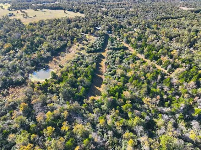 a view of a yard with a plant