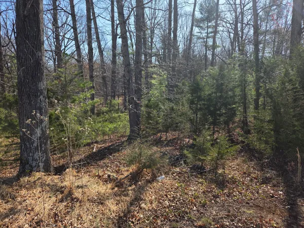 a view of a forest with trees in the background