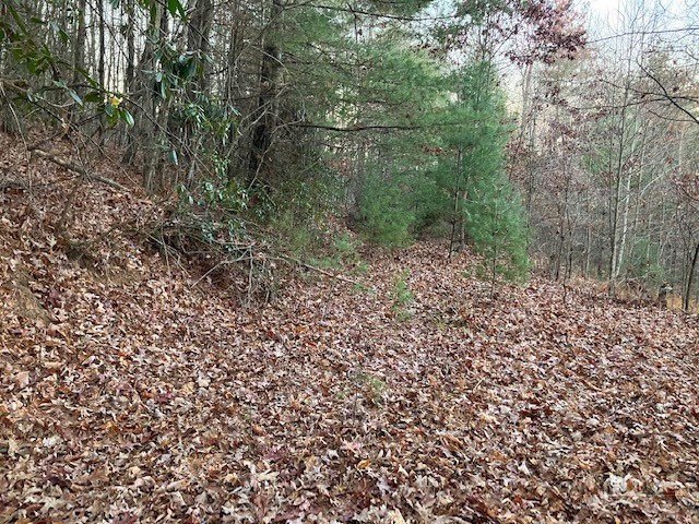 Old Deer Trace Road Todd, NC 28684 - Photo 4 of 4